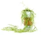 Unveiling the Enchanting Beauty of Porcelain Vine: A Captivating Climber